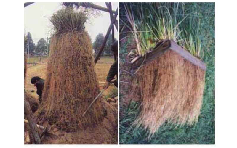 香根草在边坡支护中的应用